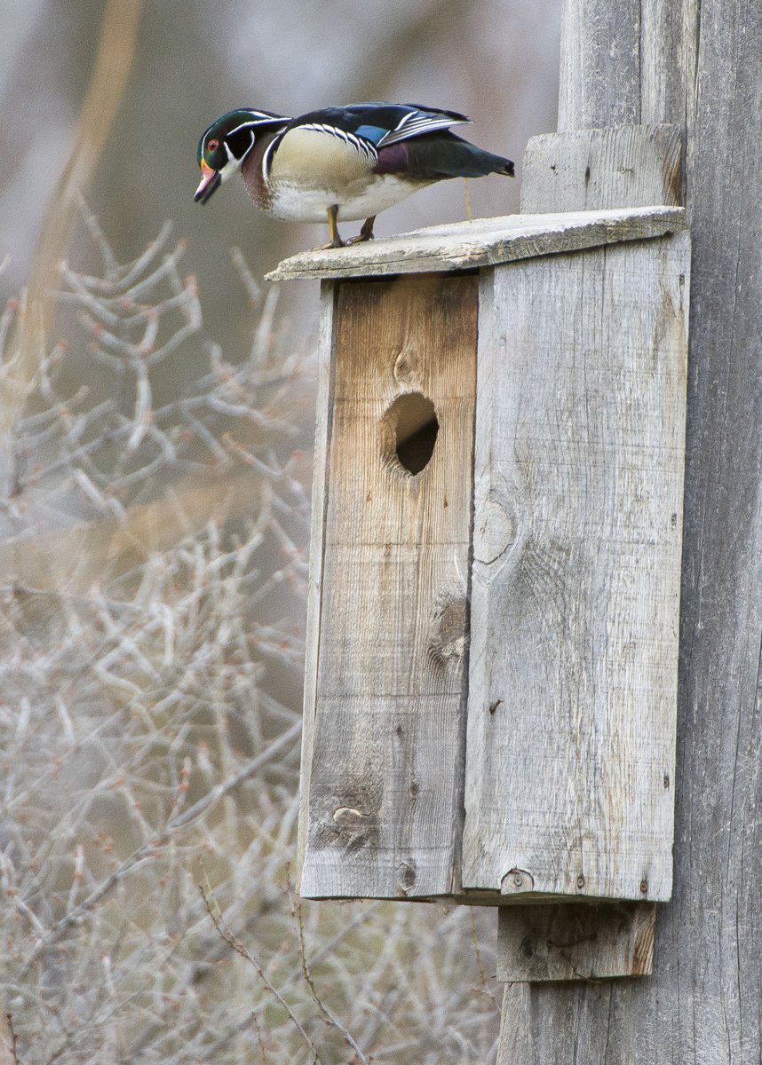 drake woodduck