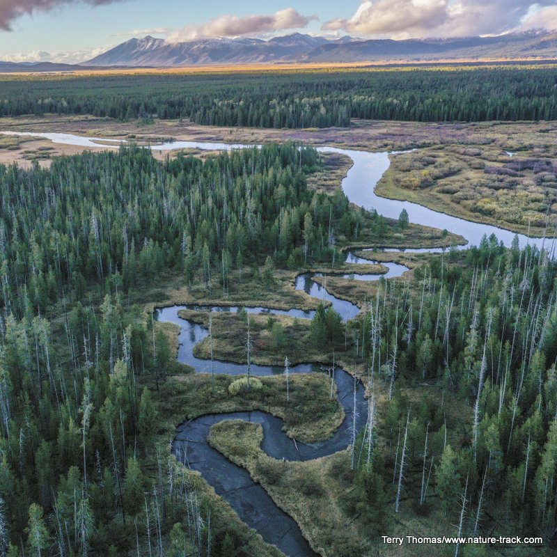 moose creek and big springs