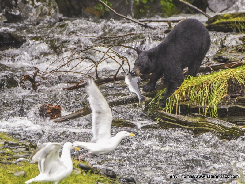 bbear catching salmon