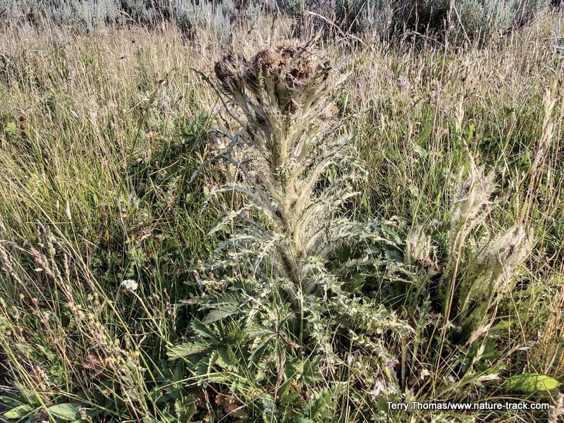 elk thistle