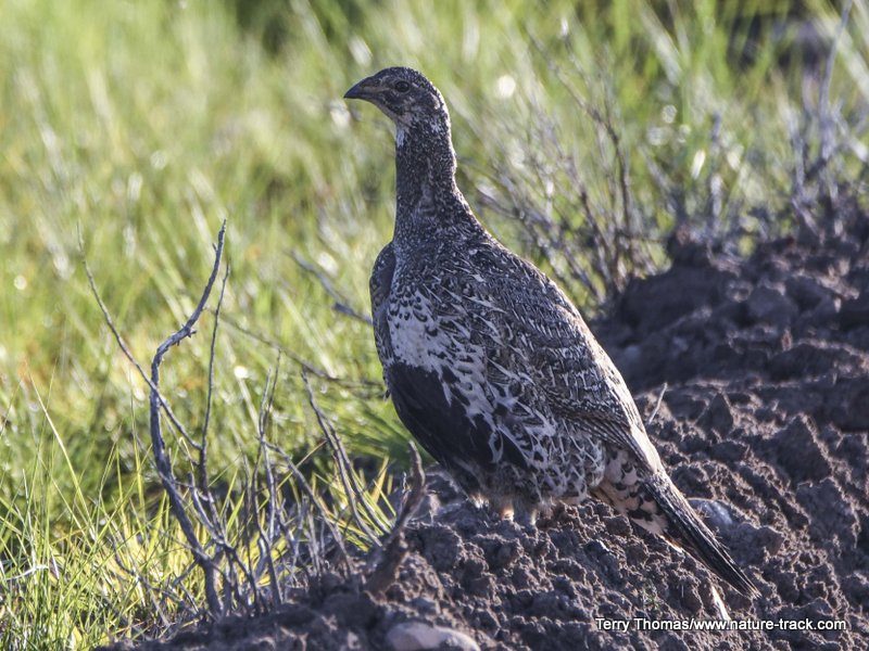 sage grouse