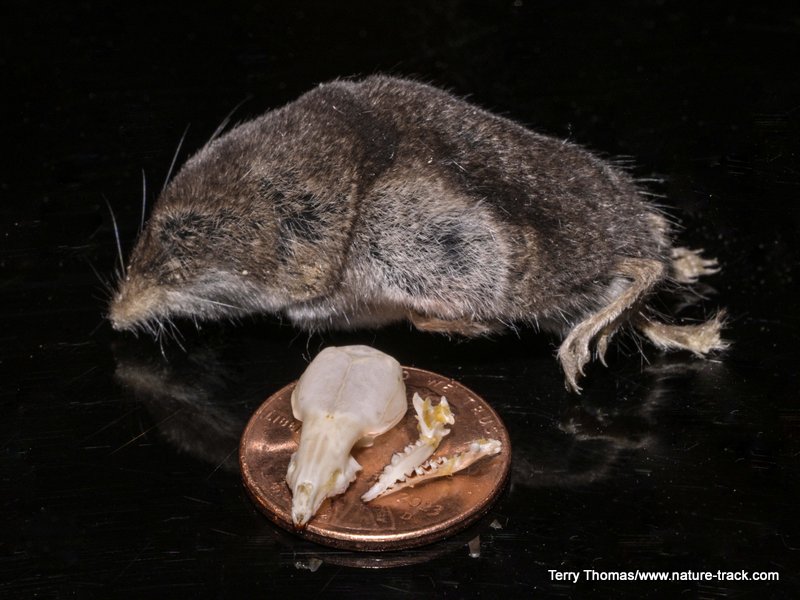 pygmy shrew