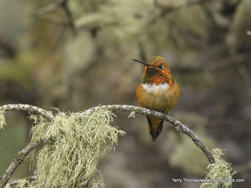 rufous male hummingbird