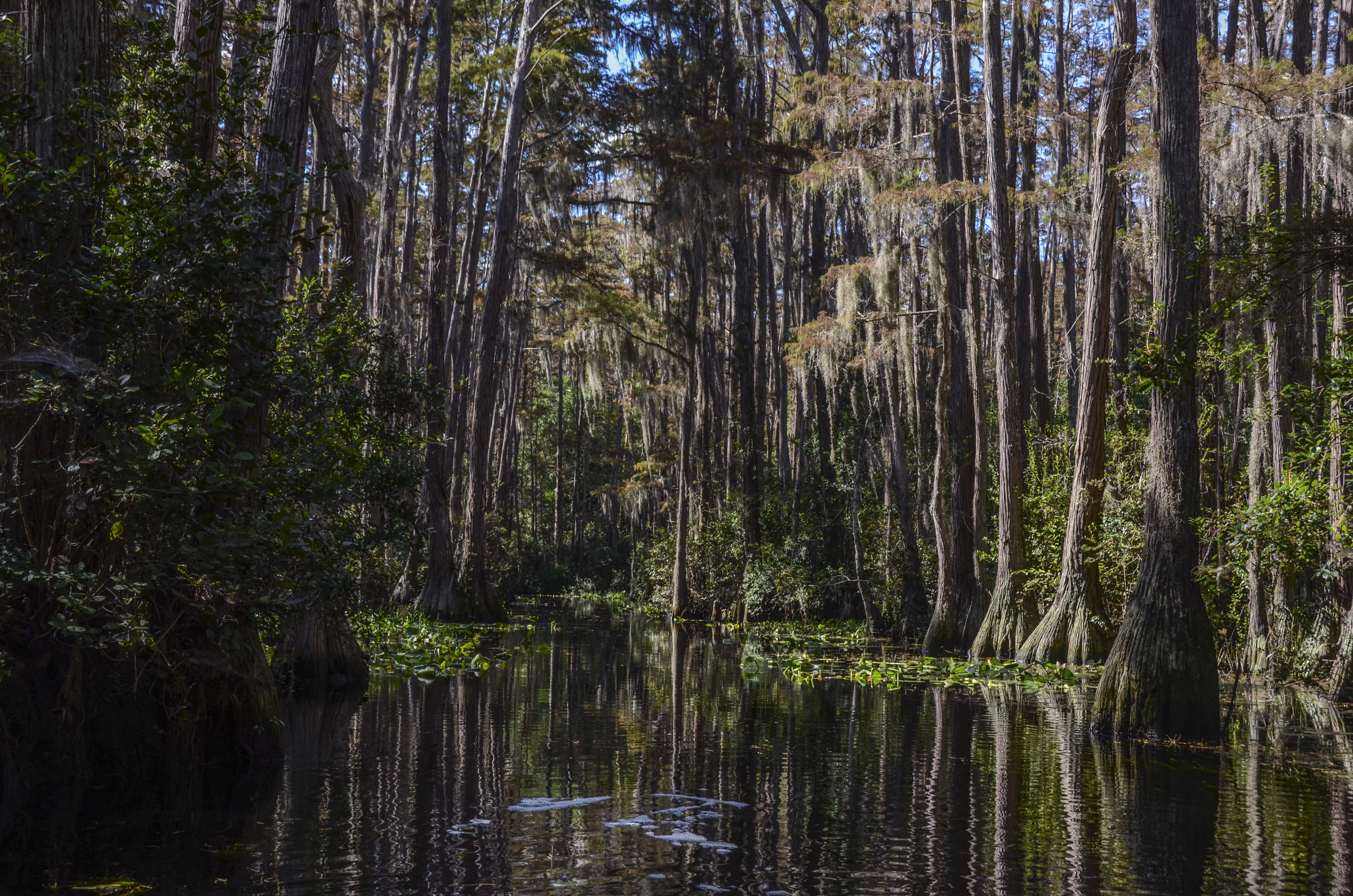 okefenokee