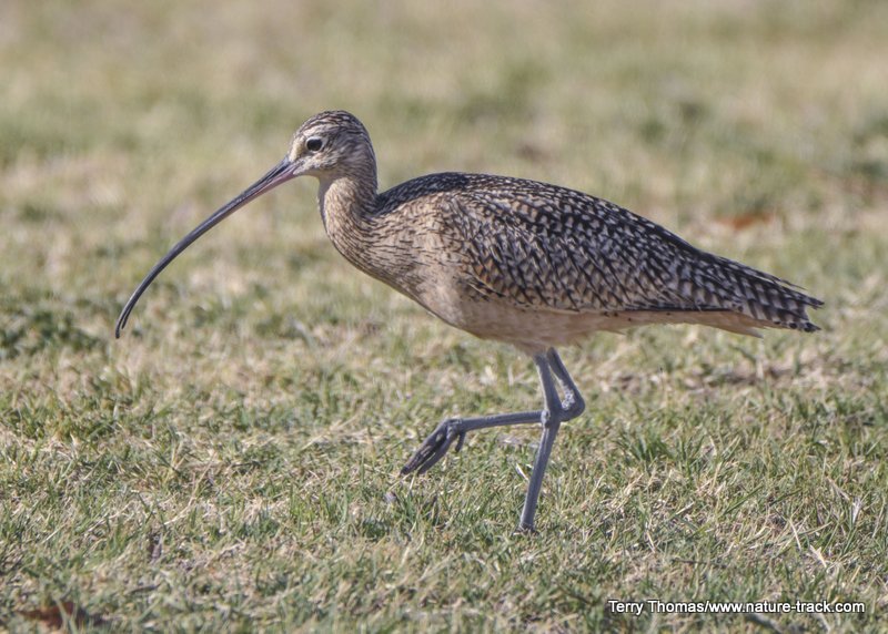 long-billed curlew