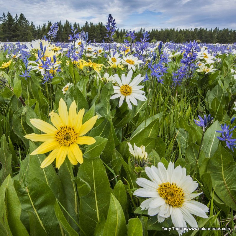 wildflowers