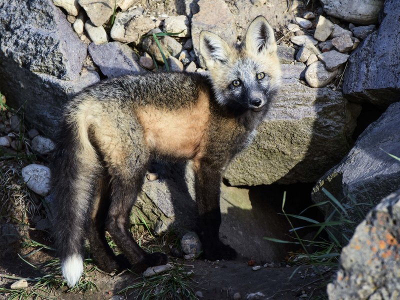 red fox pup