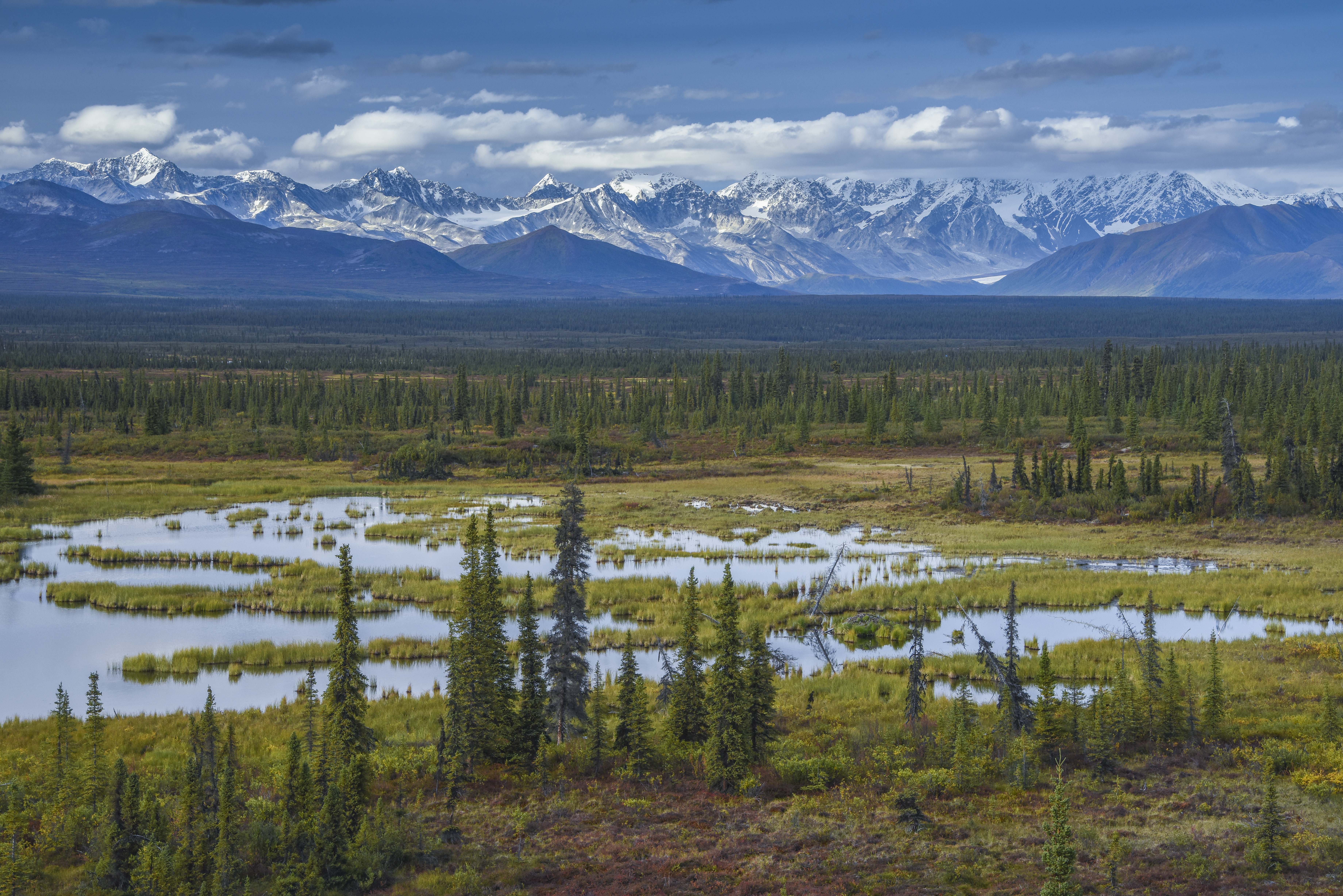 Denali wetland