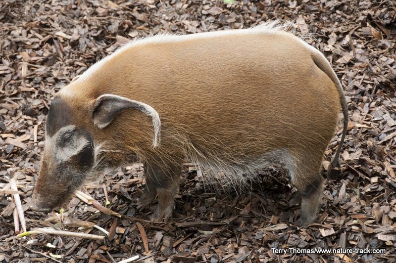 red river hog