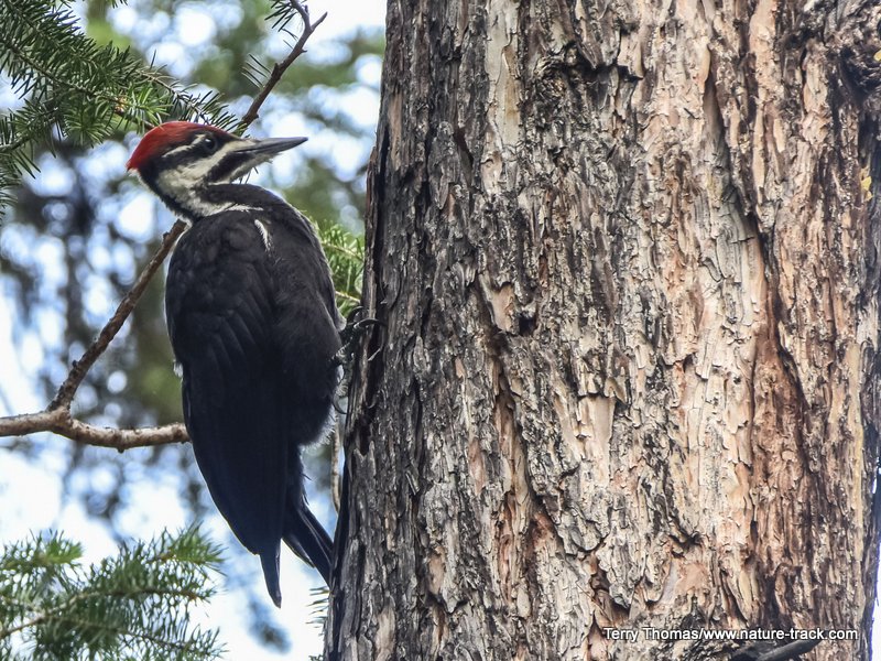 pileated woodpecker