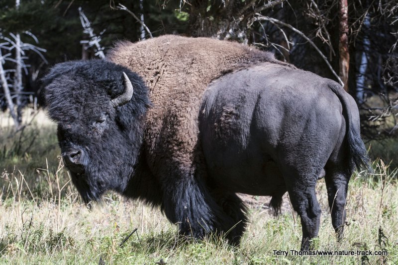 bison bull