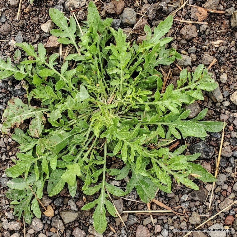 knapweed rosette