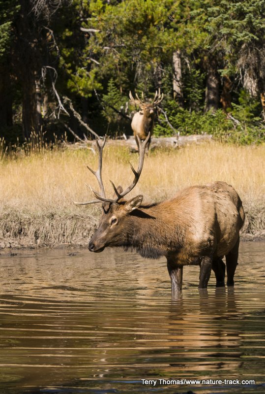 waterhole