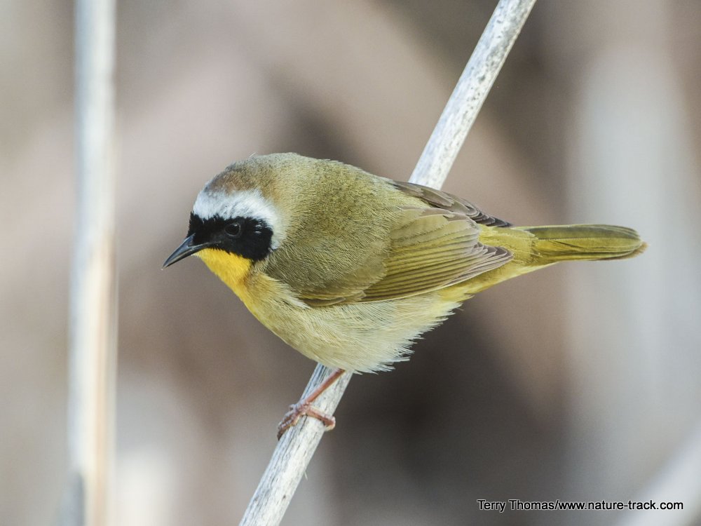 commonyellowthroat