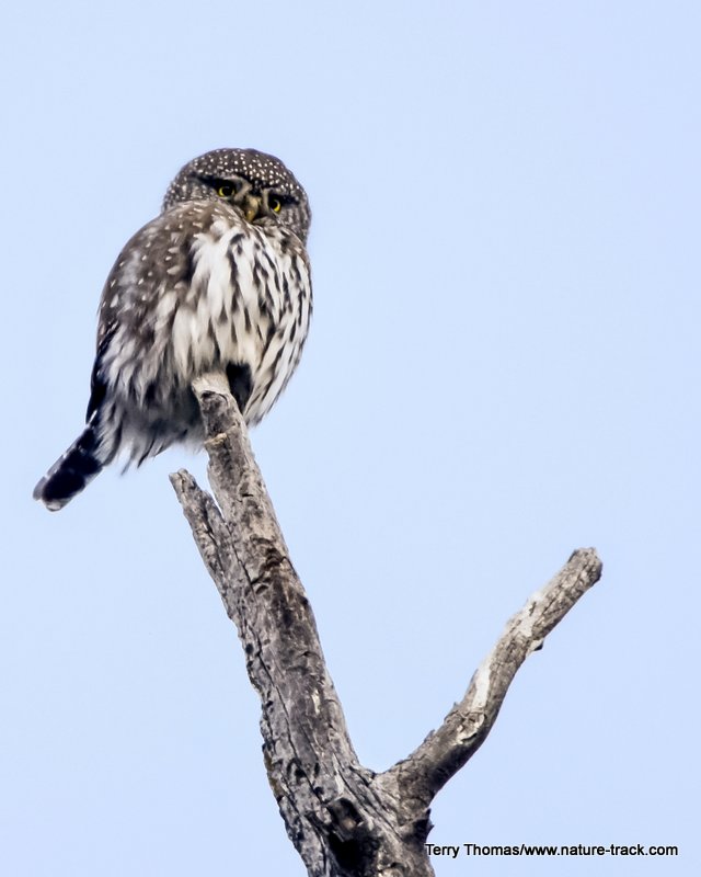 northern pygmy owl