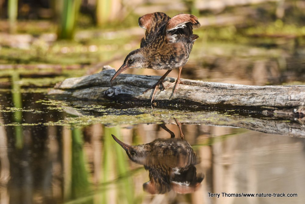 virginia rail