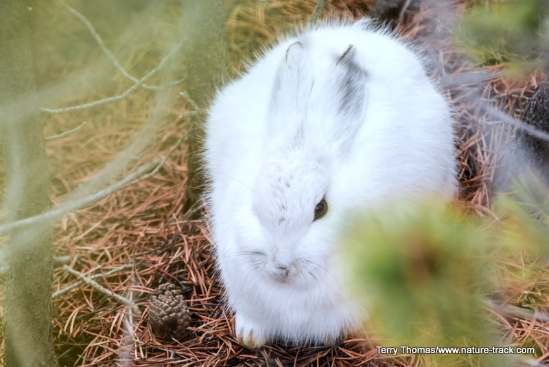 snowshoe hare